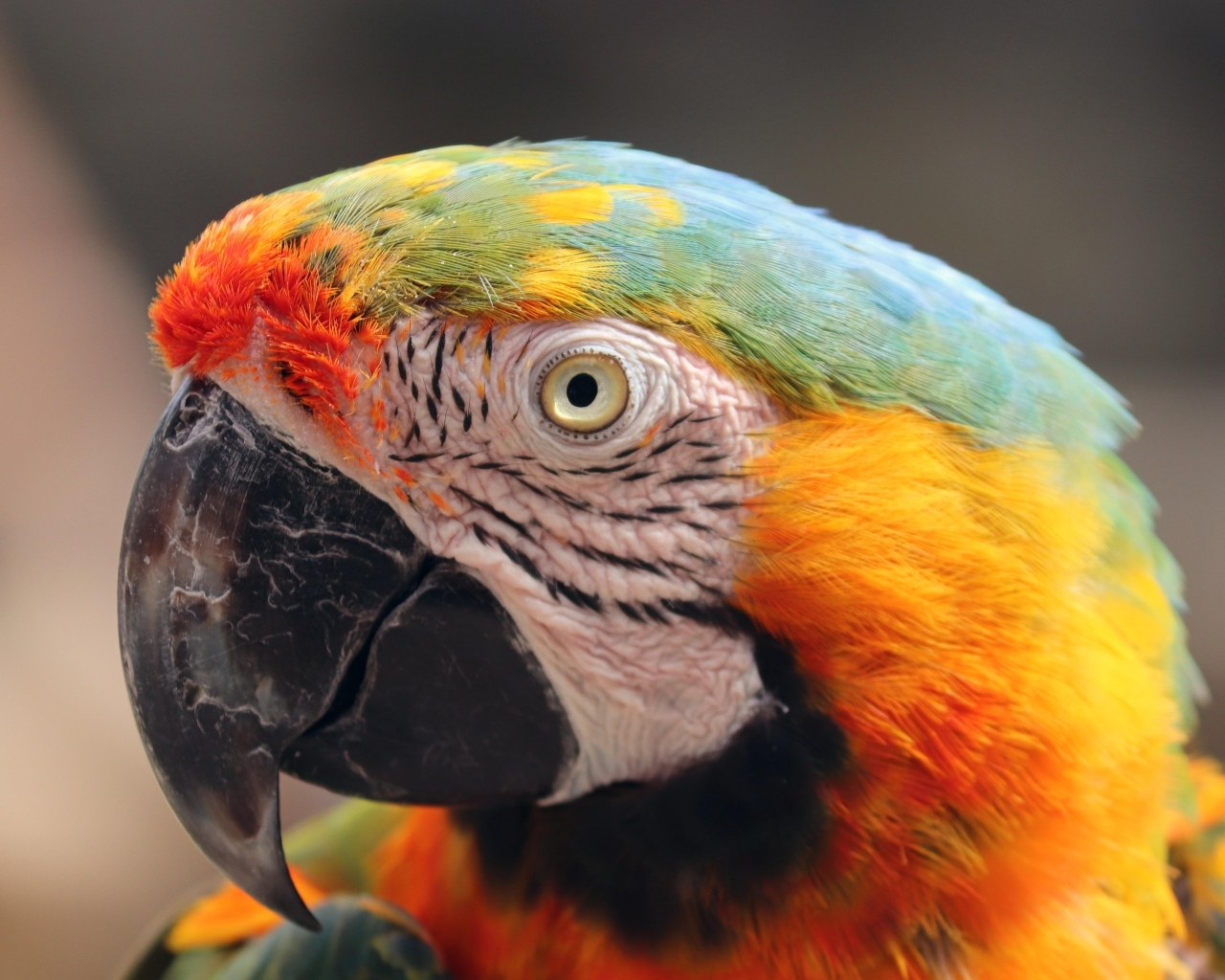 Голова большого разноцветного попугая ара