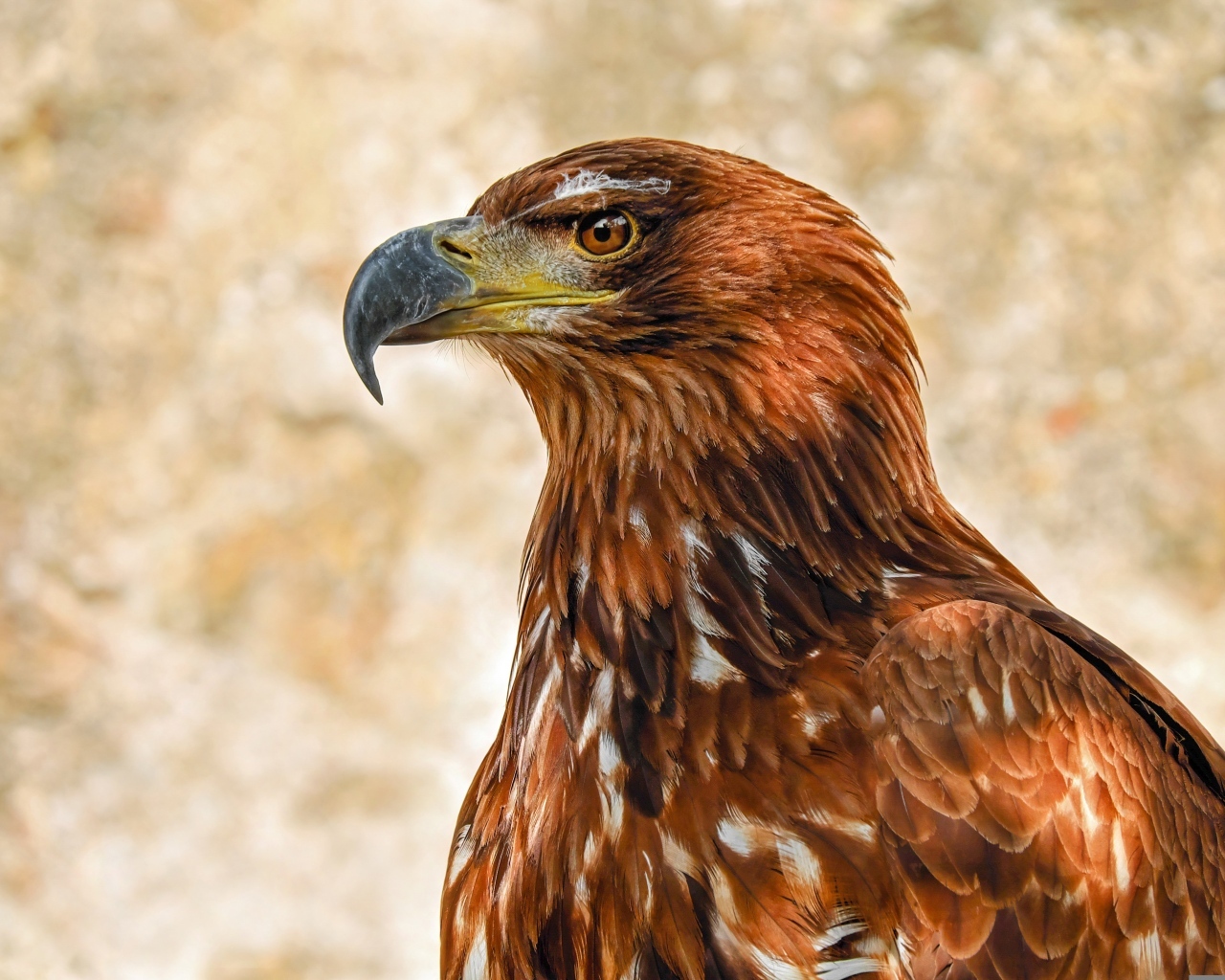 Большой острый клюв у хищного орла