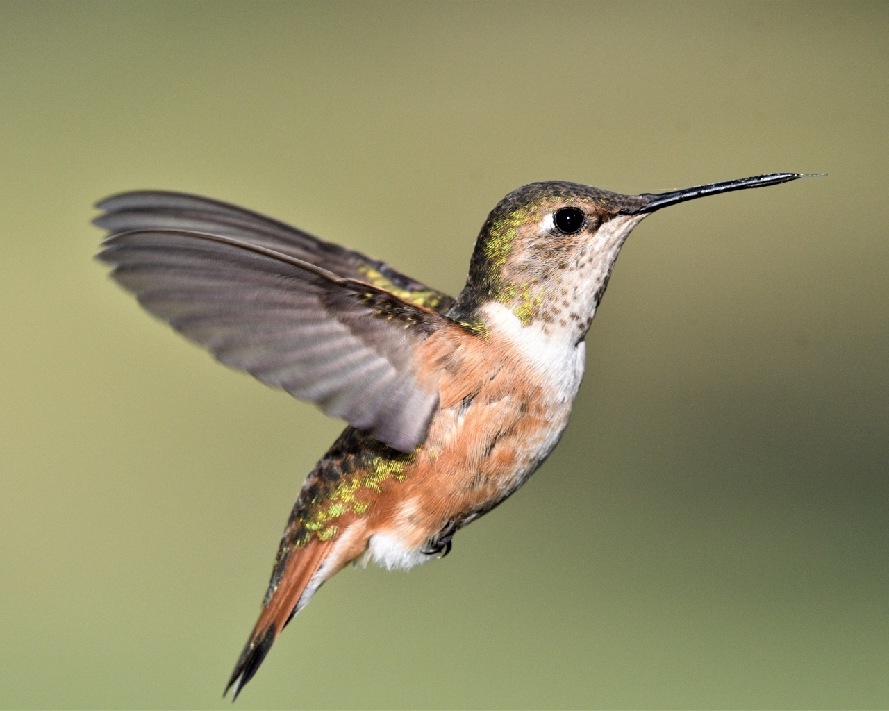 Маленькая птичка колибри расправила крылья