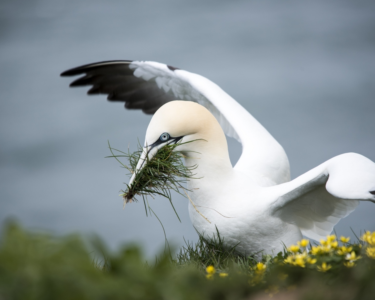 Северная олуша делает гнездо из травы
