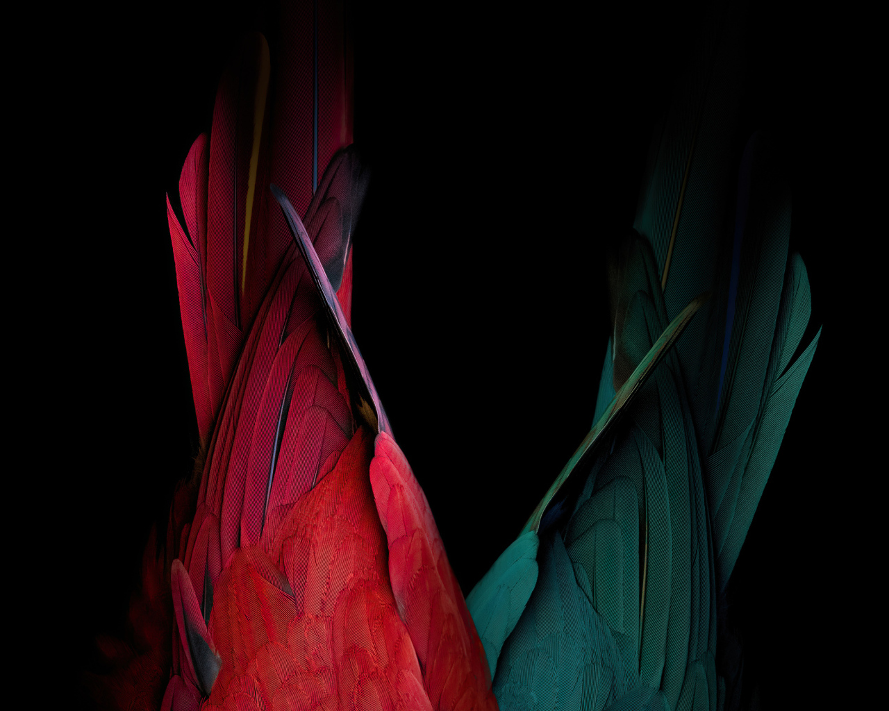 Хвост красного и зеленого попугая на черном фоне