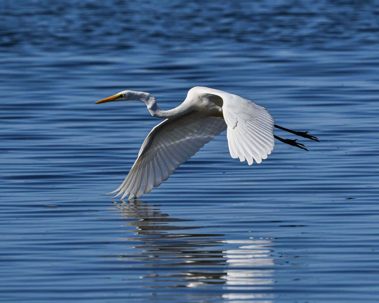 Белая цапля летит на водой