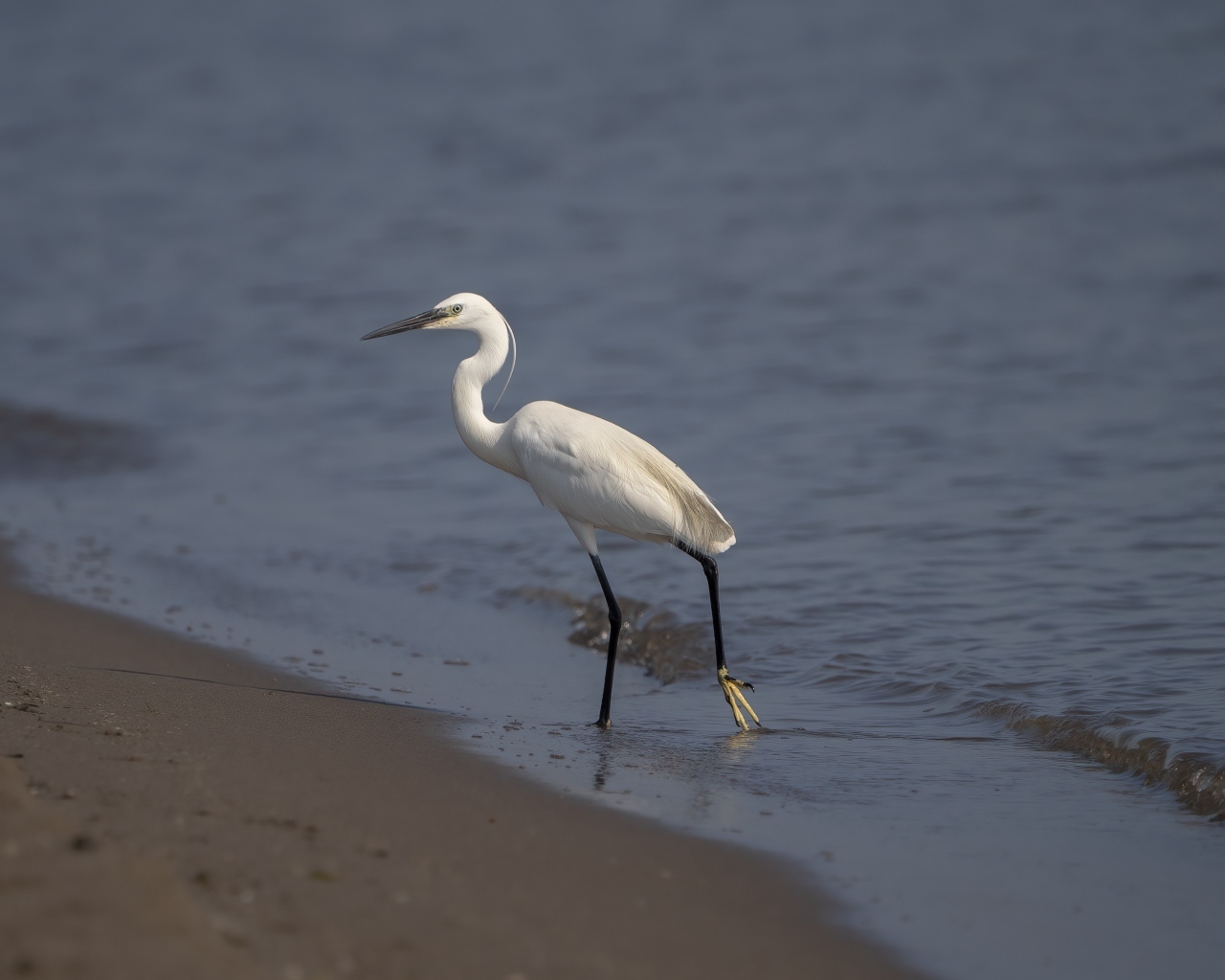 Белая цапля ходит по песку у моря