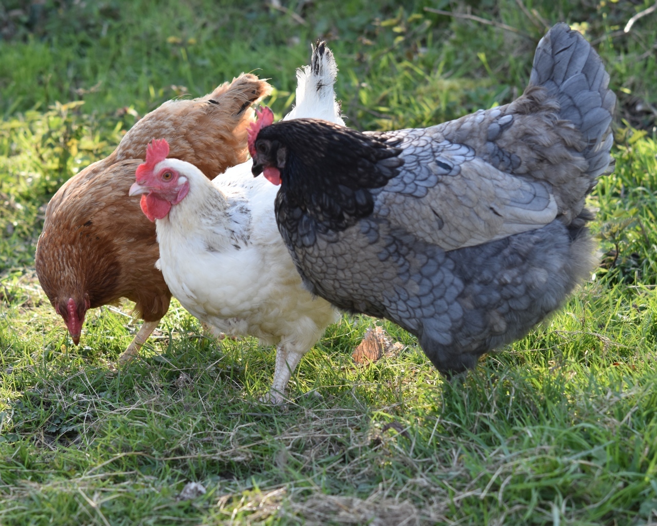 Три домашние курицы на траве