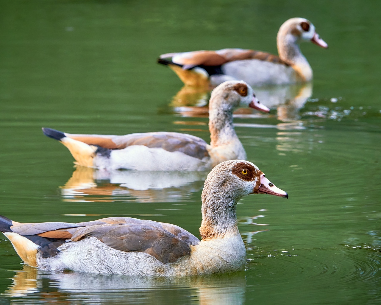 Три утки плавают в пруду