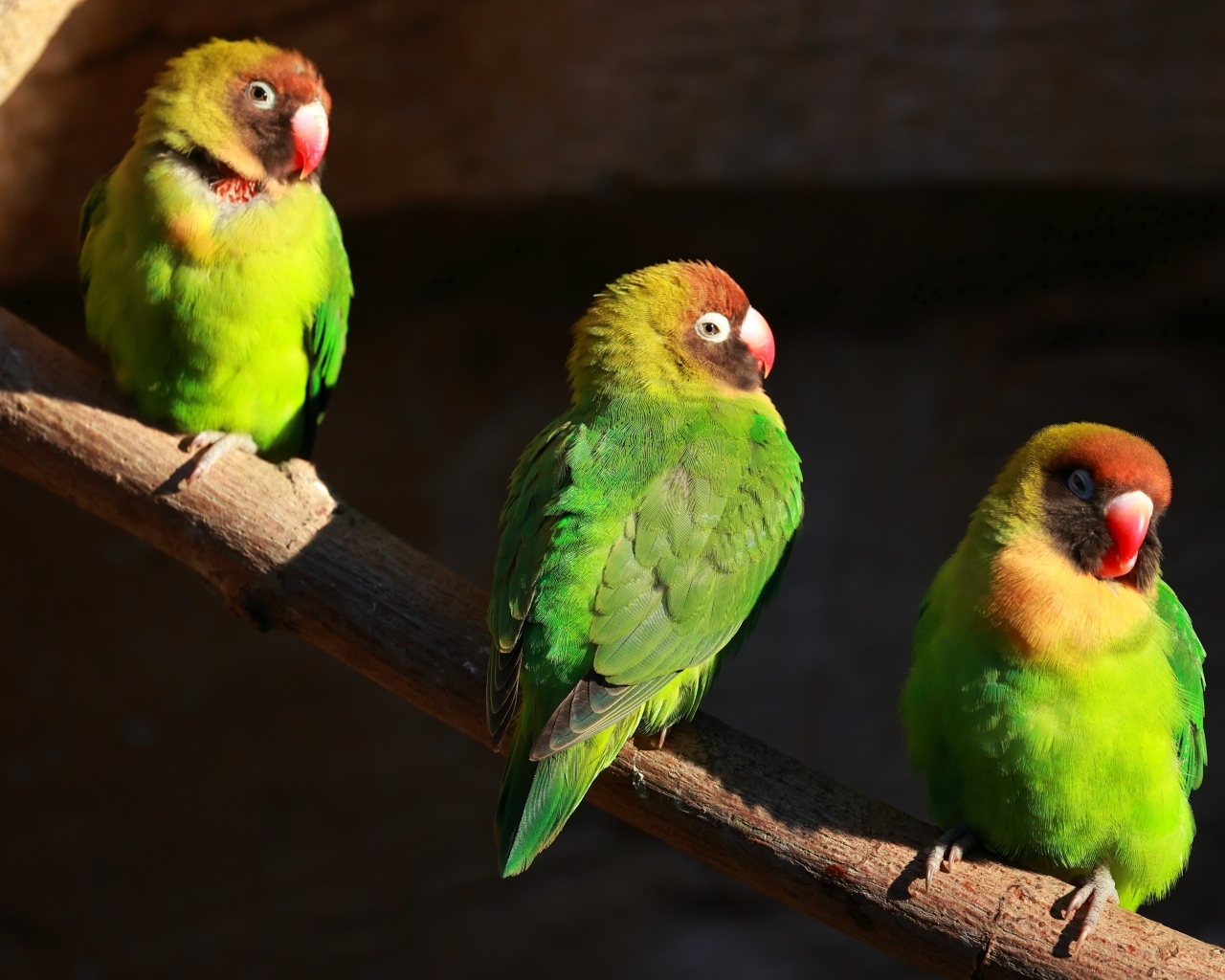 Три зеленых попугая на ветках