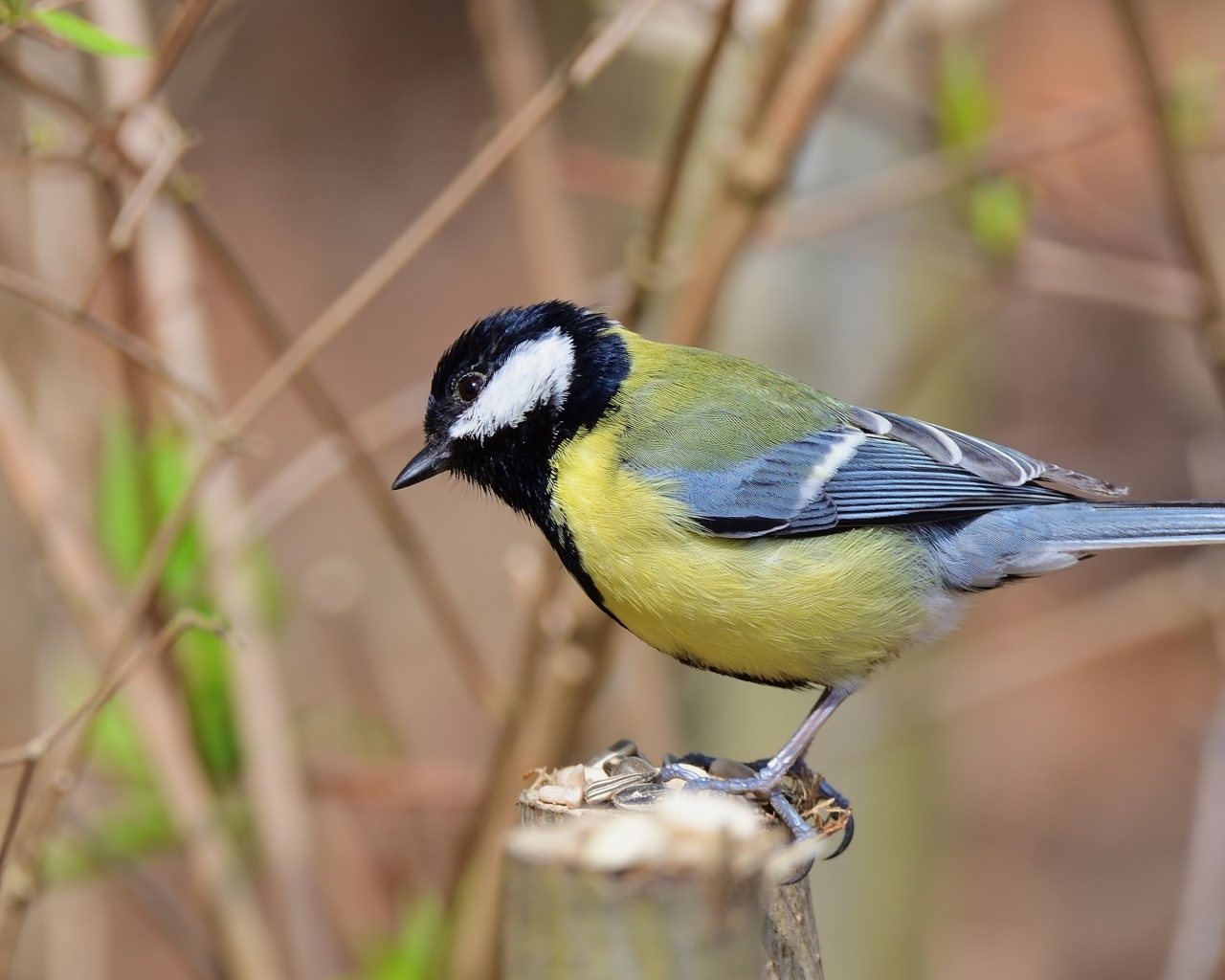 Синица на  ветке крупным планом