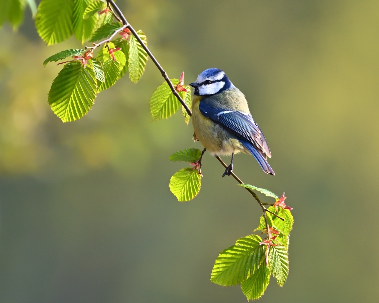 Синичка сидит на ветке 