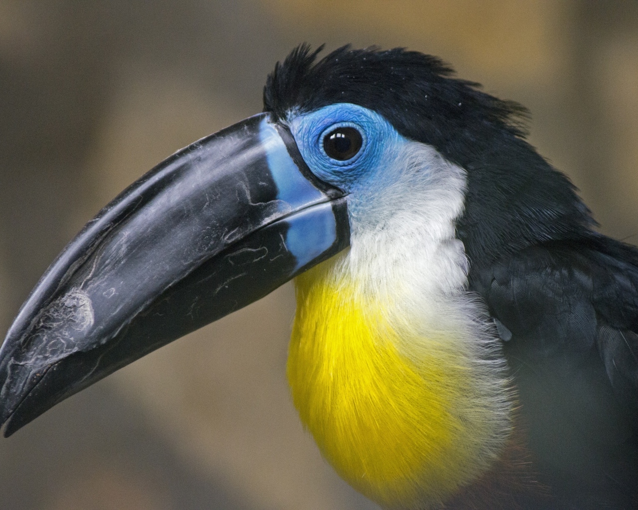 Птица тукан с большим черным клювом