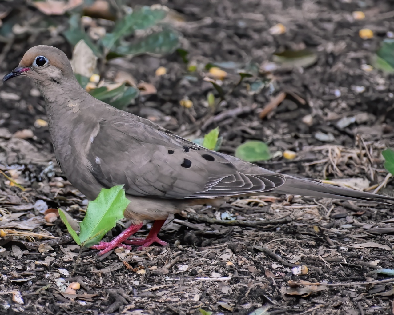 Горлица стоит на земле