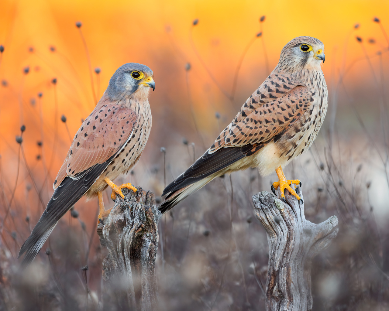 Два красивых сокола на охоте