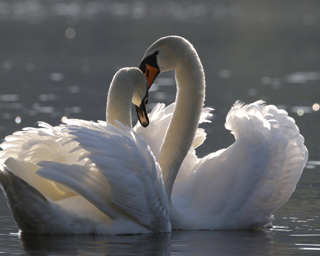 Два красивых влюбленных белых лебедя