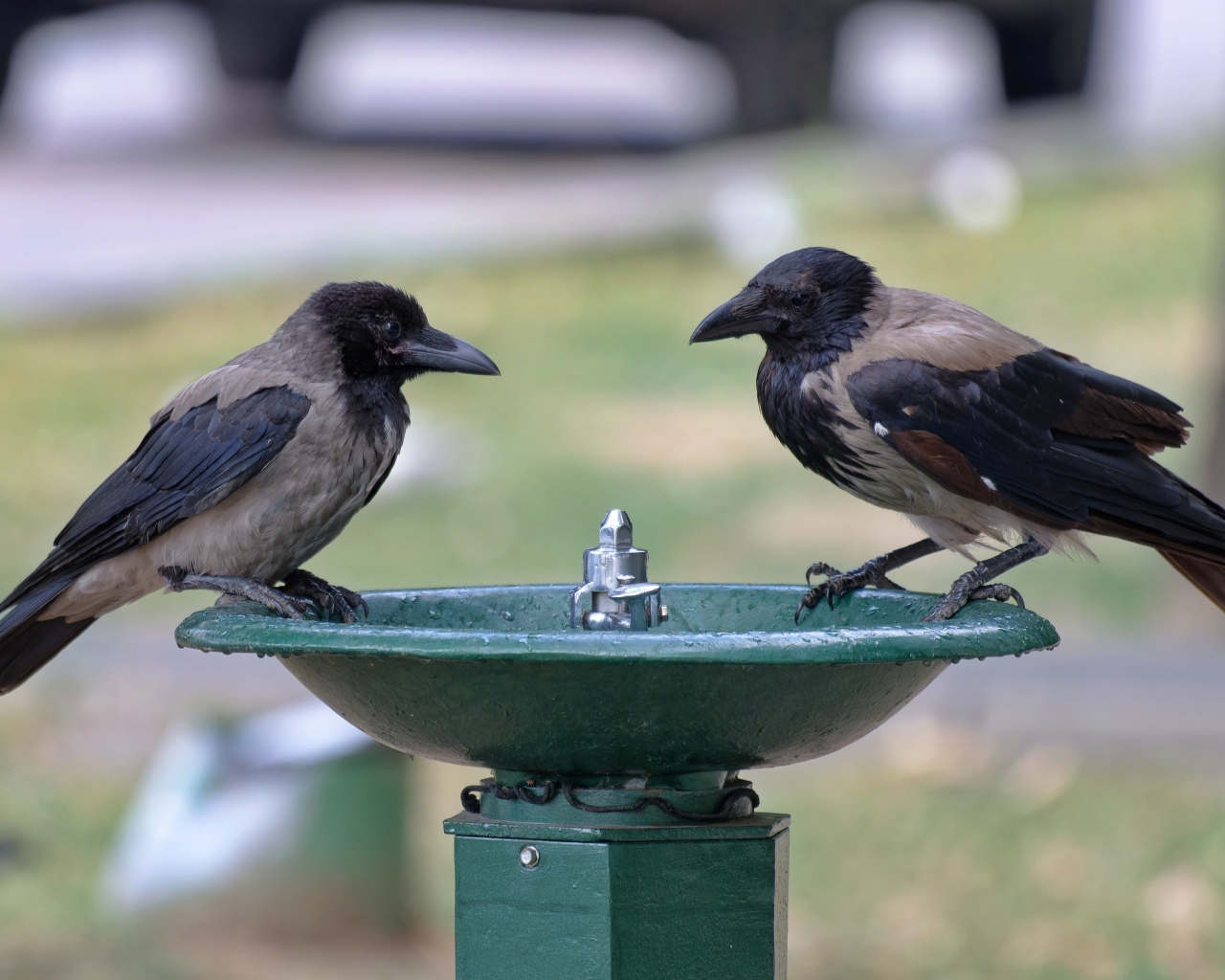 Две вороны у водопоя