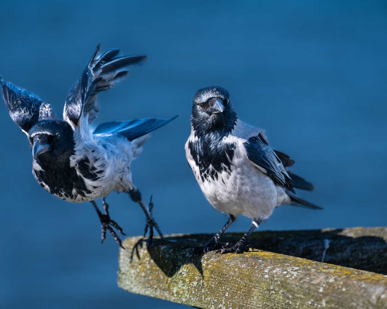 Две вороны готовятся взлететь