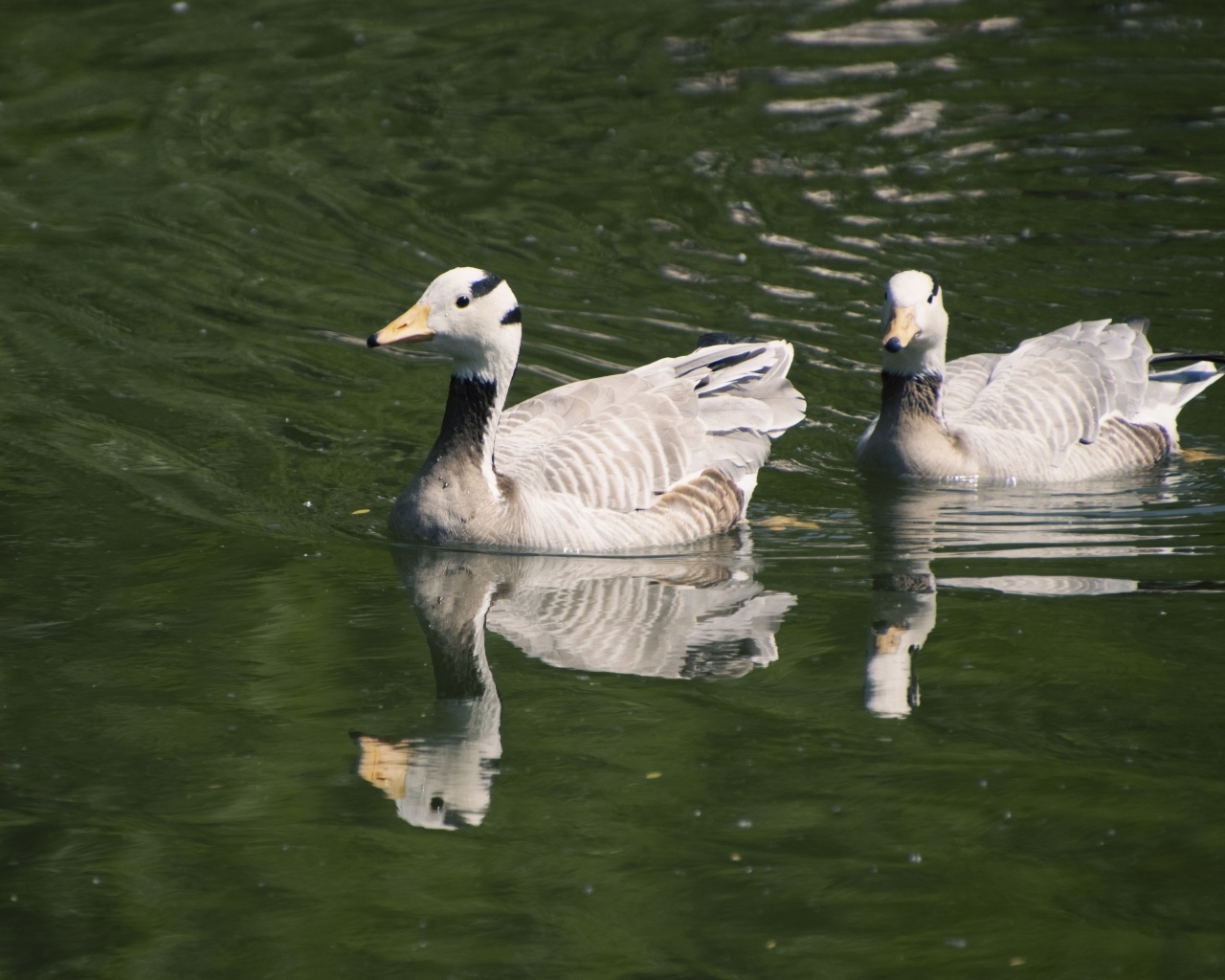 Два гуся плавают в воде