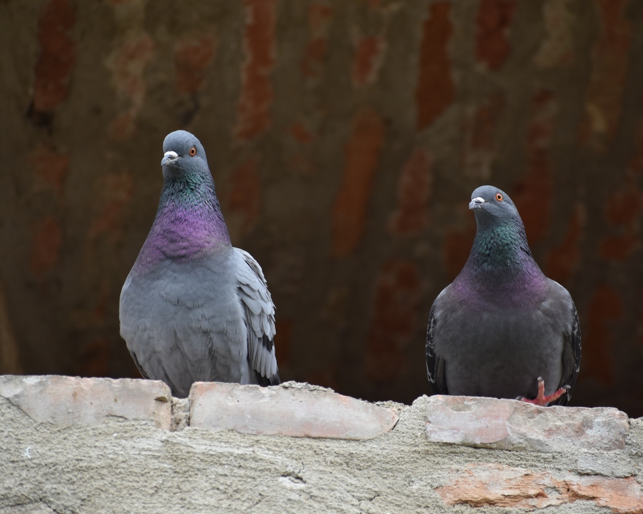 Два серых голубя под крышей