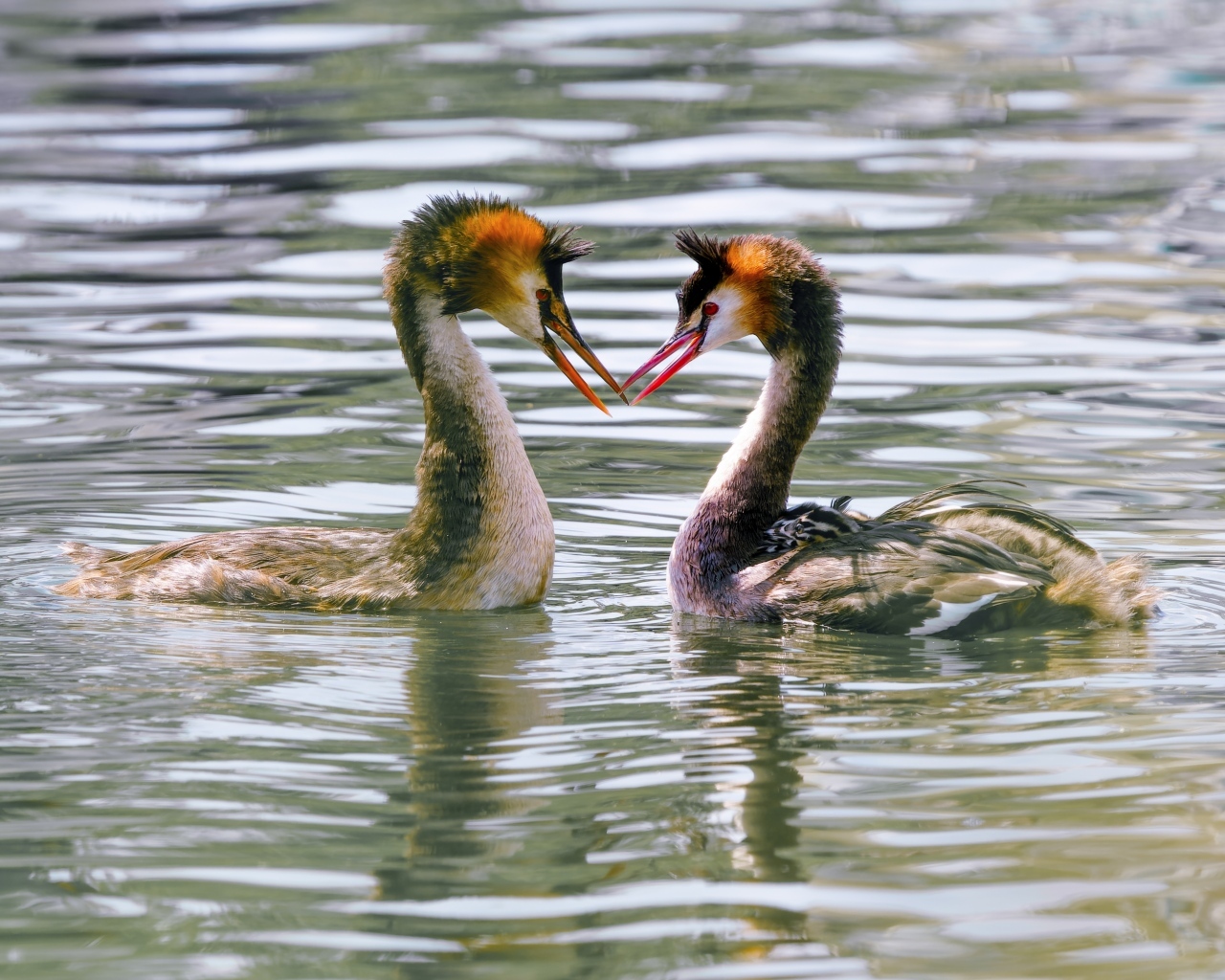 Две птицы поганки в воде