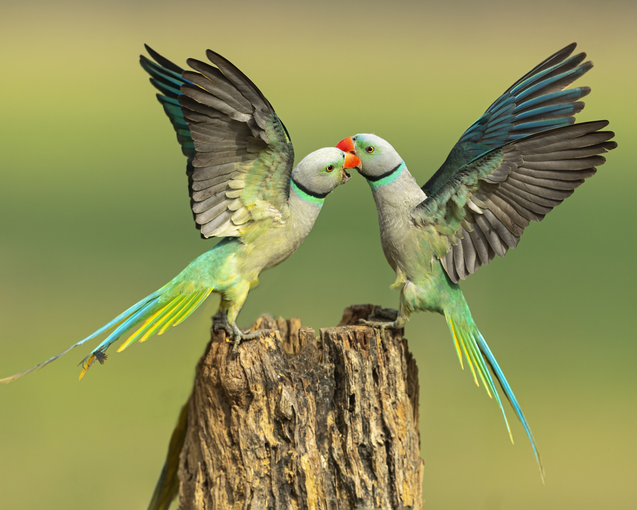 Два зеленых попугая на пне