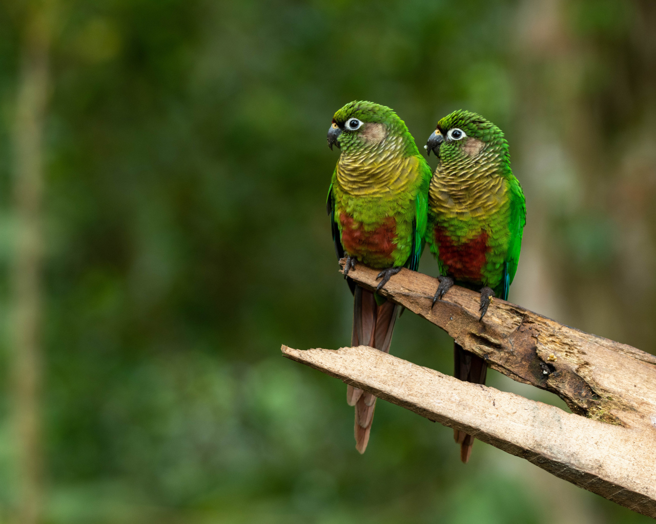 Два зеленых попугая сидят на ветке