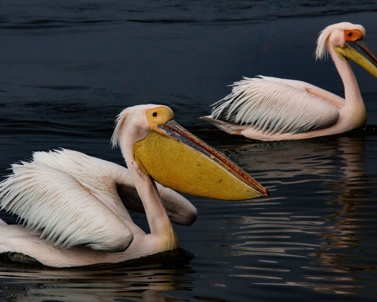 Два больших пеликана плавают в воде