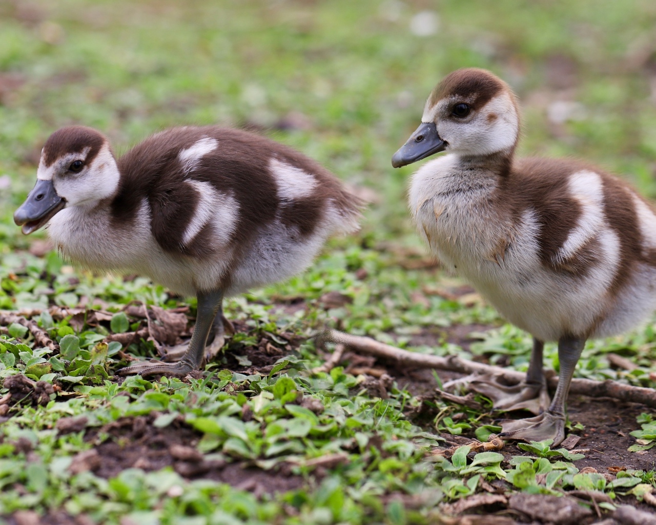 Два маленьких утенка на зеленой траве 
