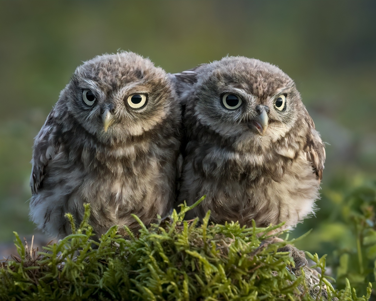 Два маленьких совенка в лесу