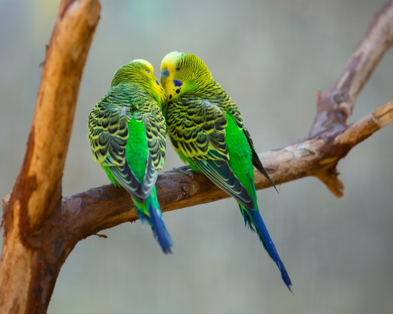 Два попугая неразлучника на ветке 
