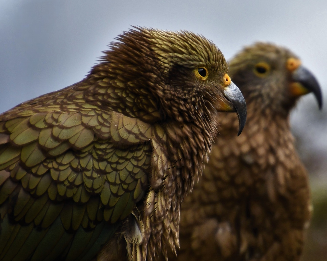 Два попугая с острым клювом крупным планом