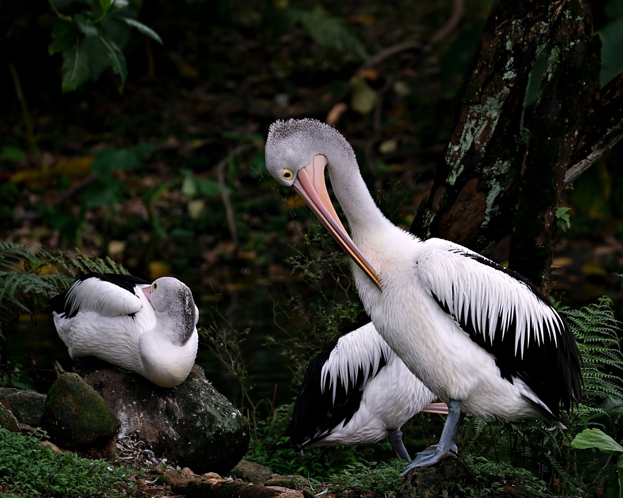 Два пеликана чистят перья