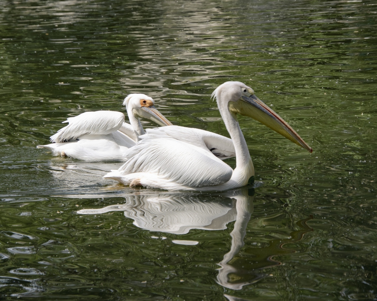 Два пеликана плавают в воде