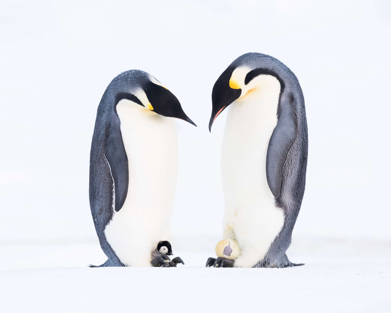 Два пингвина с птенцами на белом фоне