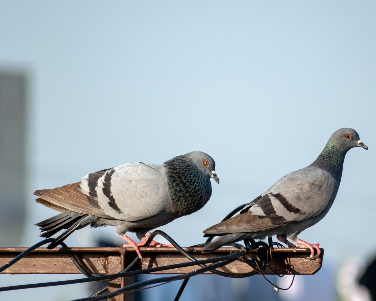 Два голубя сидят на балконе 