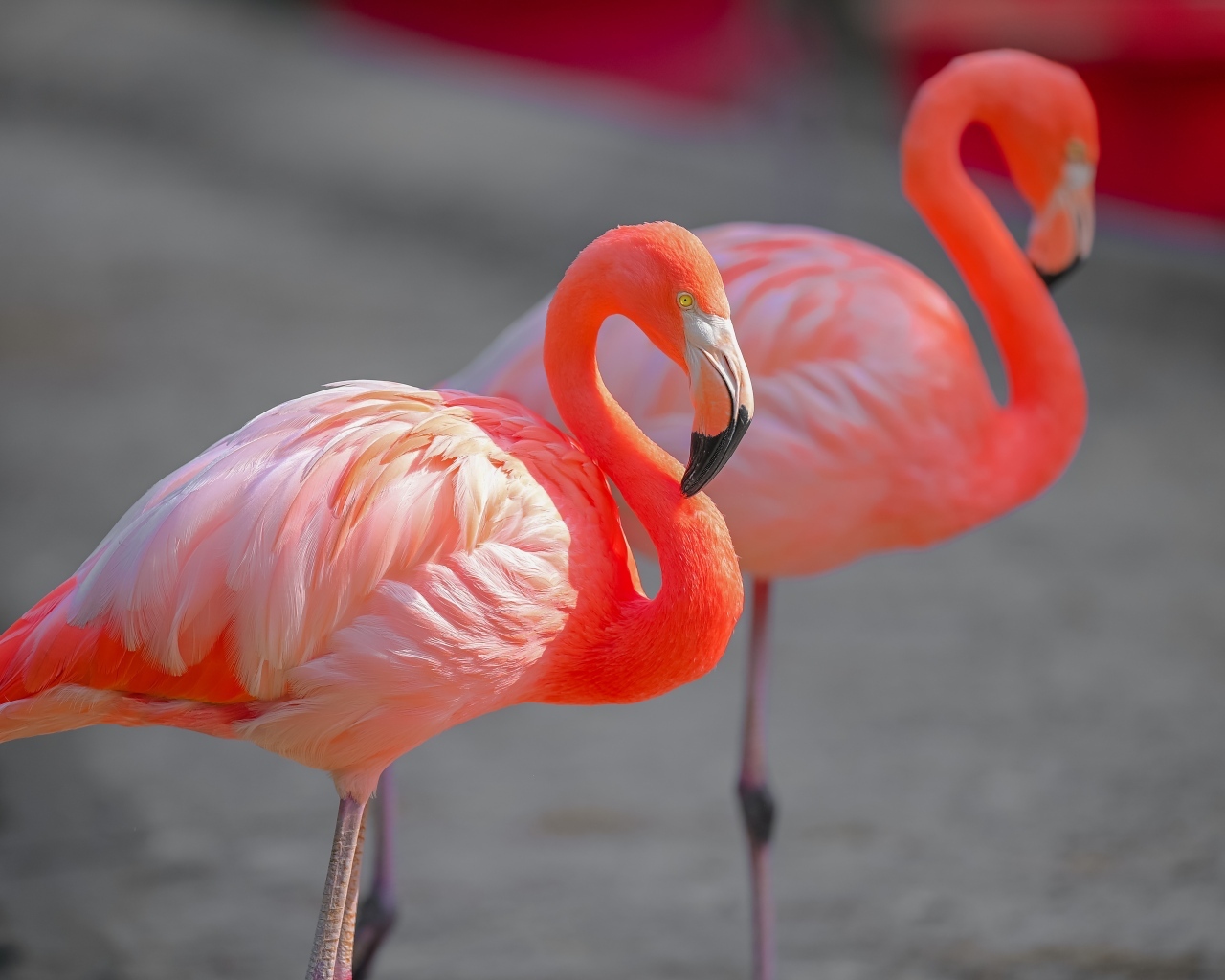 Два розовых фламинго крупным планом