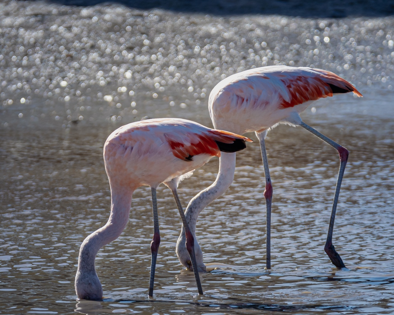 Два розовых фламинго в воде