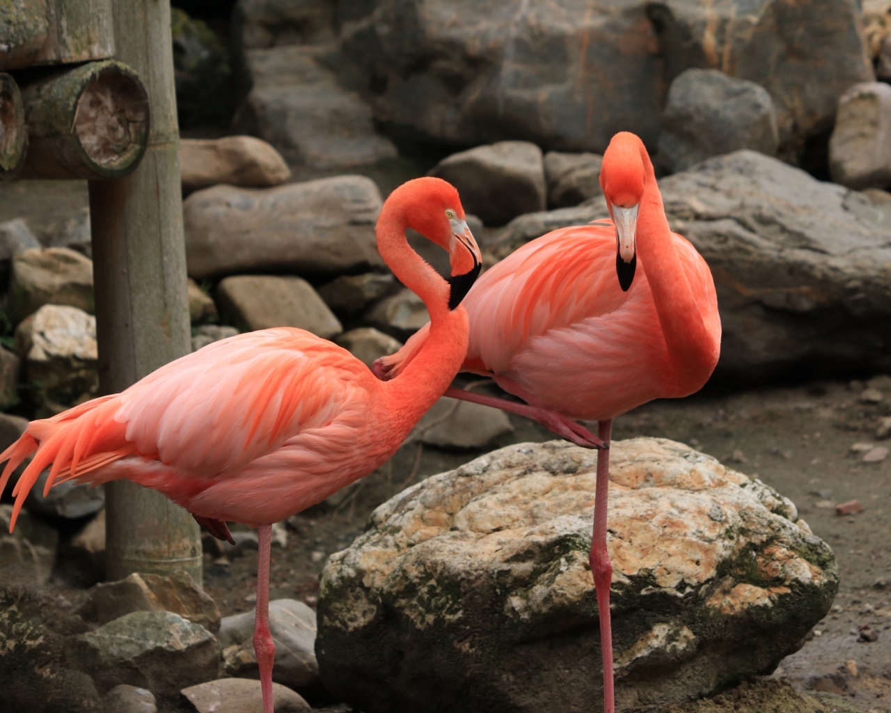 Два розовых фламинго стоят у камней