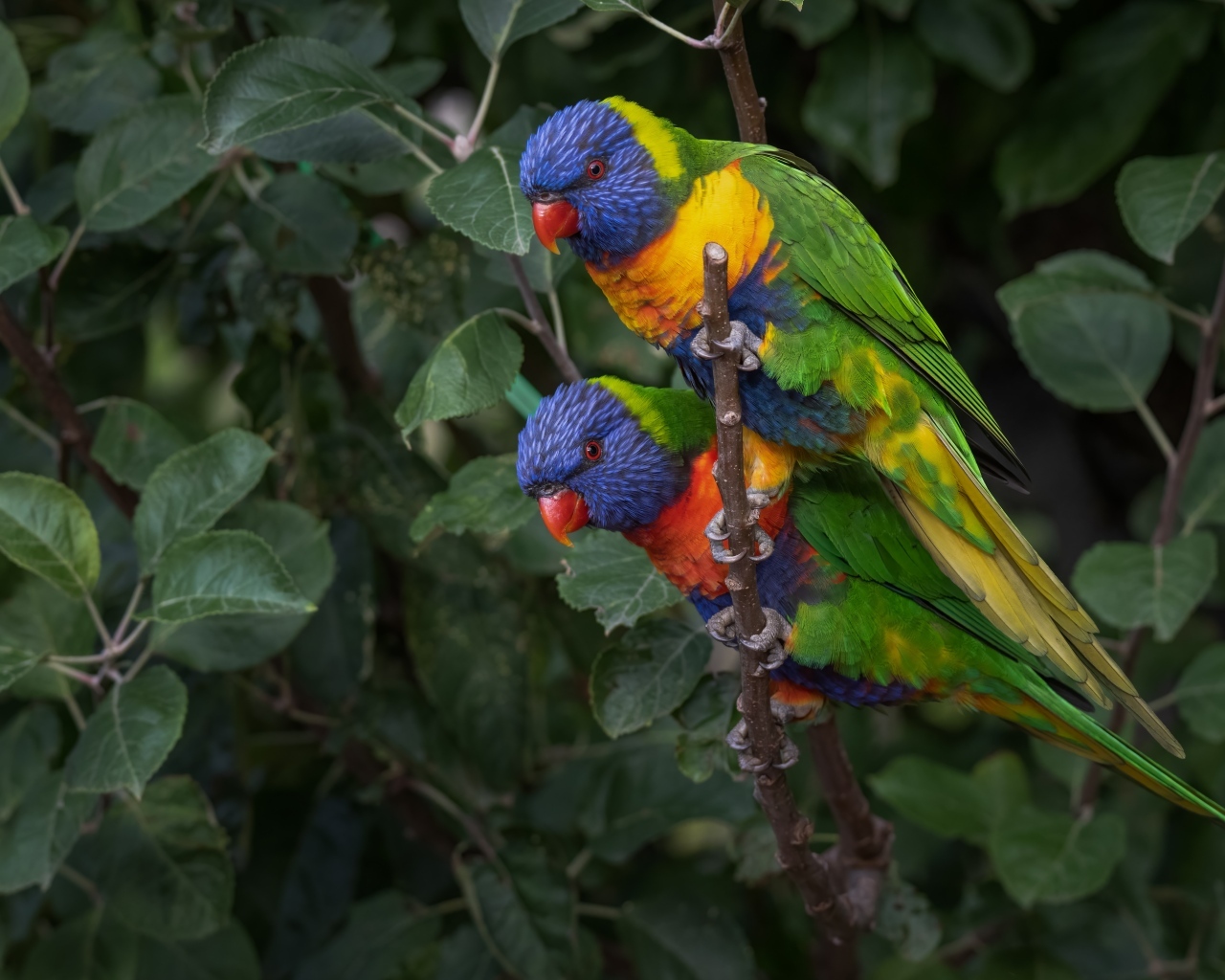 Два радужных лорикета на ветке дерева