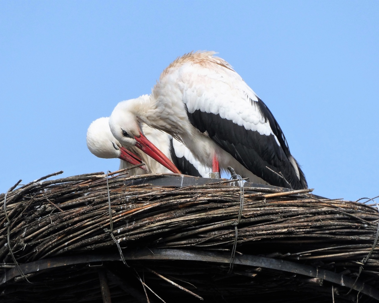 Два аиста в гнезде 