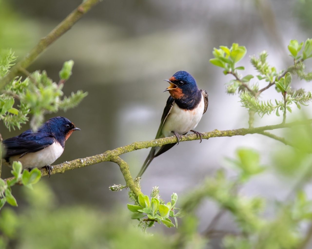 Две ласточки сидят на ветке дерева