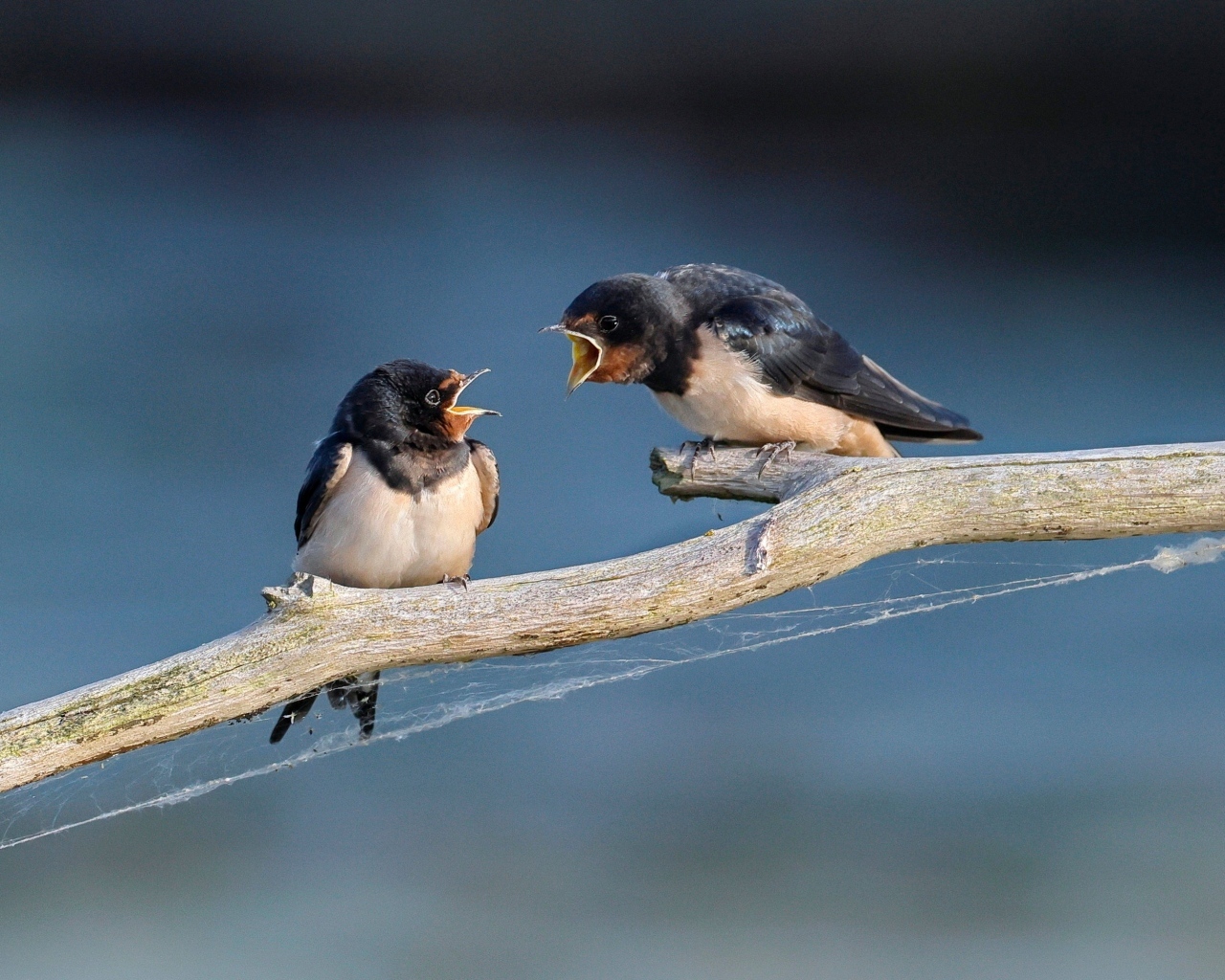 Два стрижа ссорятся на ветке