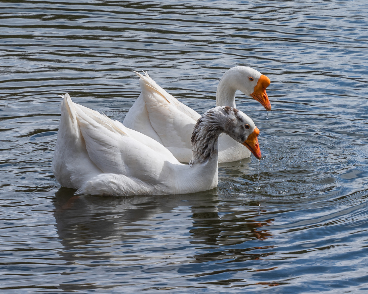 Два белых гуся в воде
