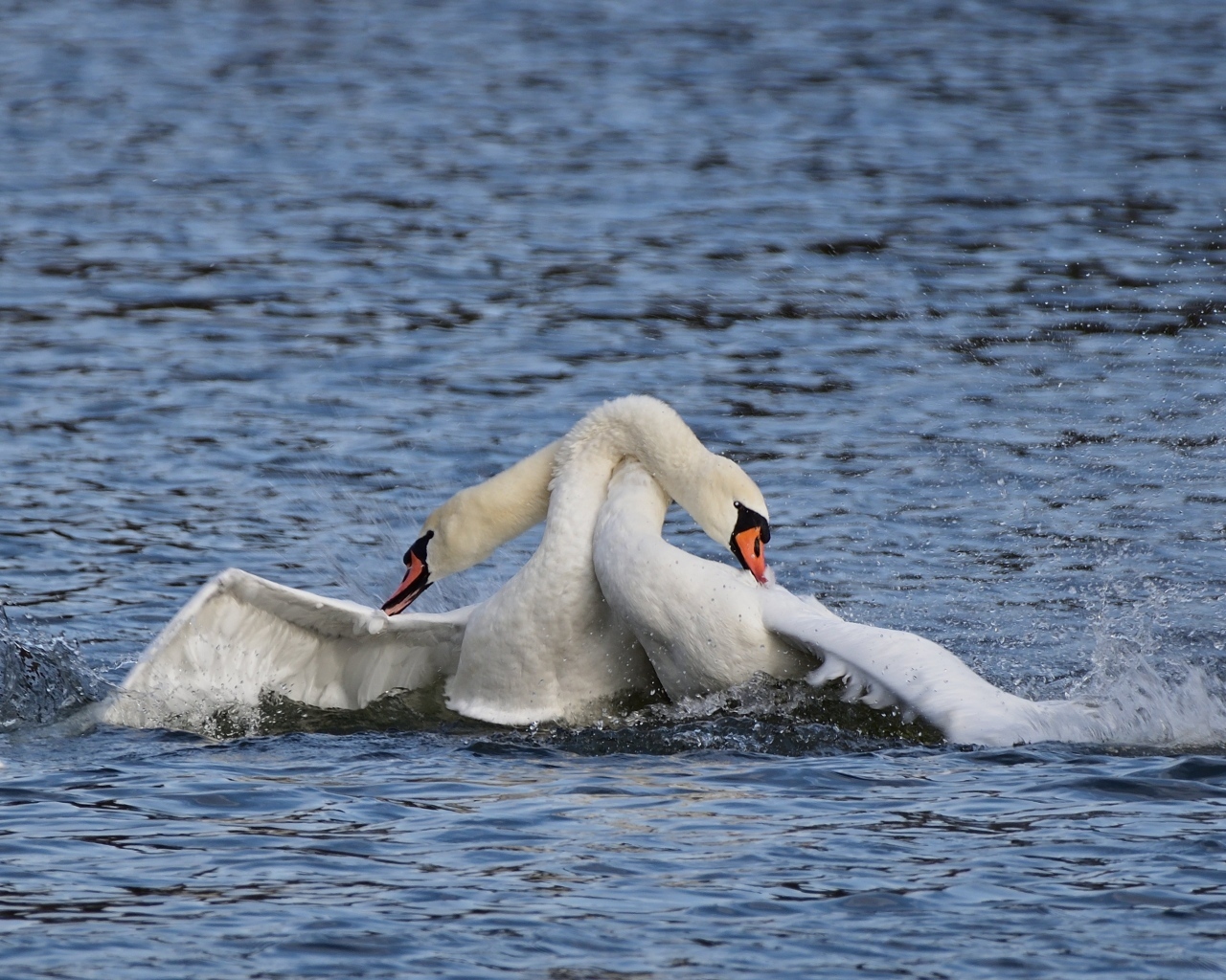 Два белых лебедя обнимаются в воде