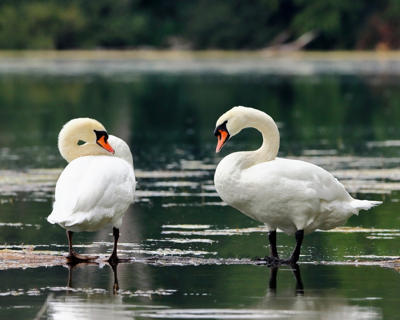Два белых лебедя стоят в воде на берегу озера