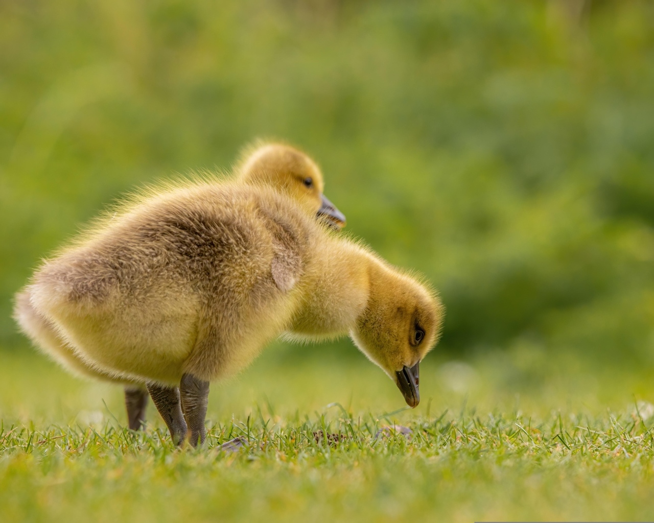 Два желтых гусенка на зеленой траве