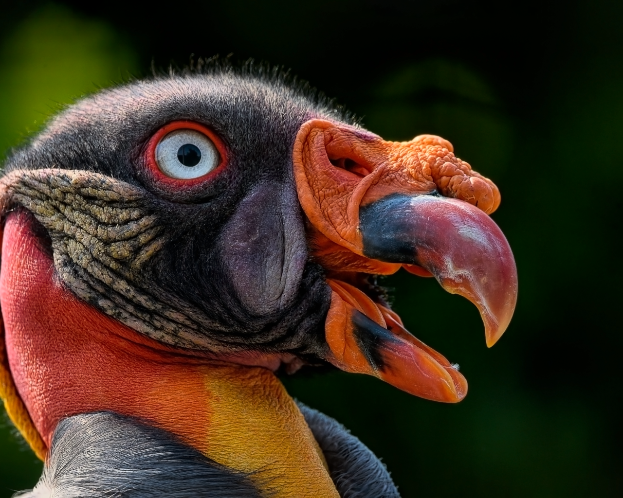 Голова грифа крупным планом