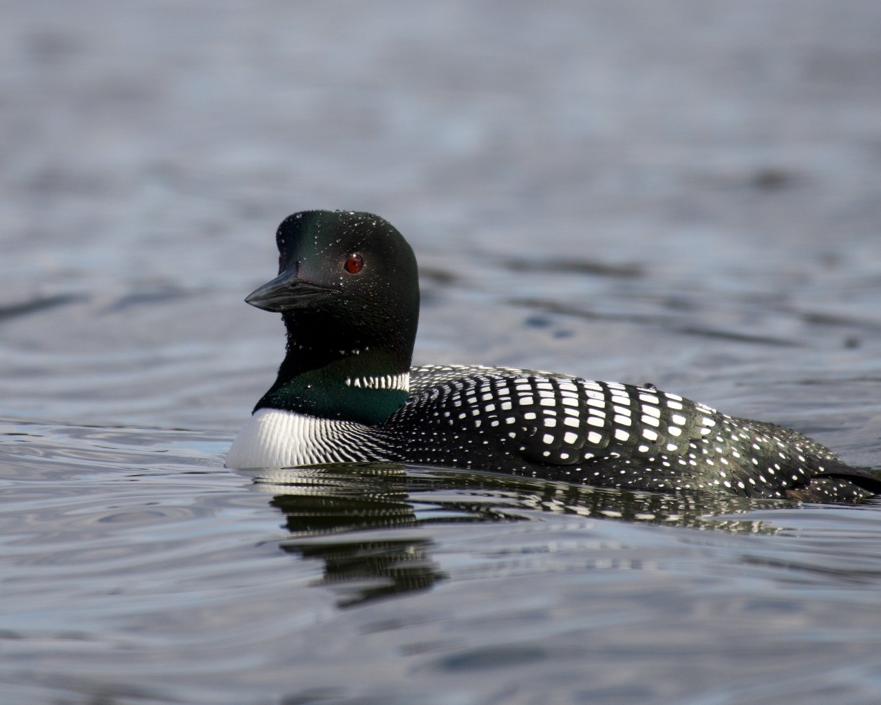 Водоплавающая птица гагара в воде