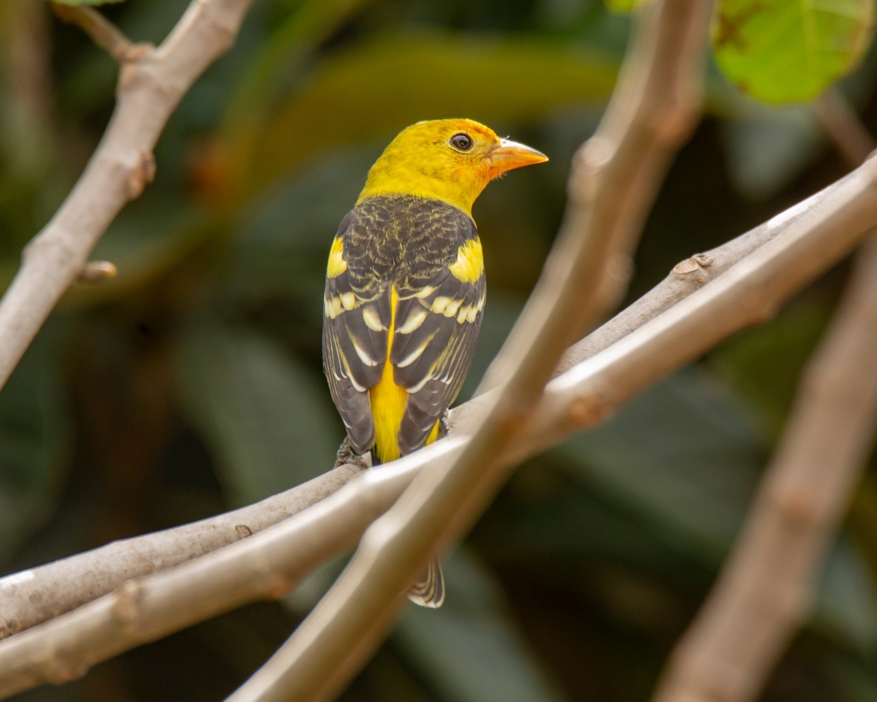 Птица западный танагер сидит на ветке