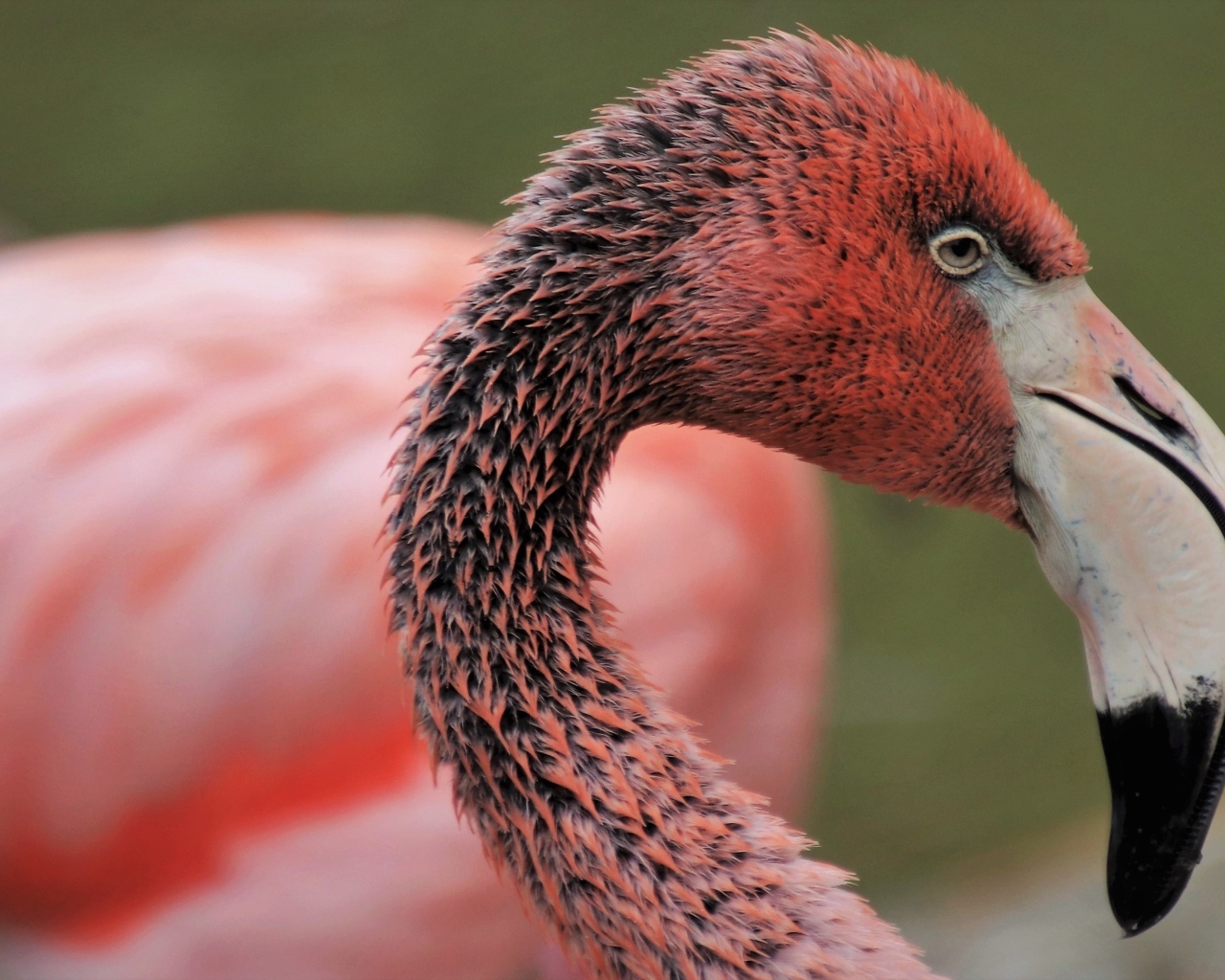 Мокрый розовый фламинго с большим клювом