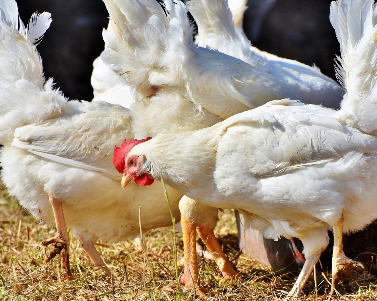 Белые домашние куры на ферме 