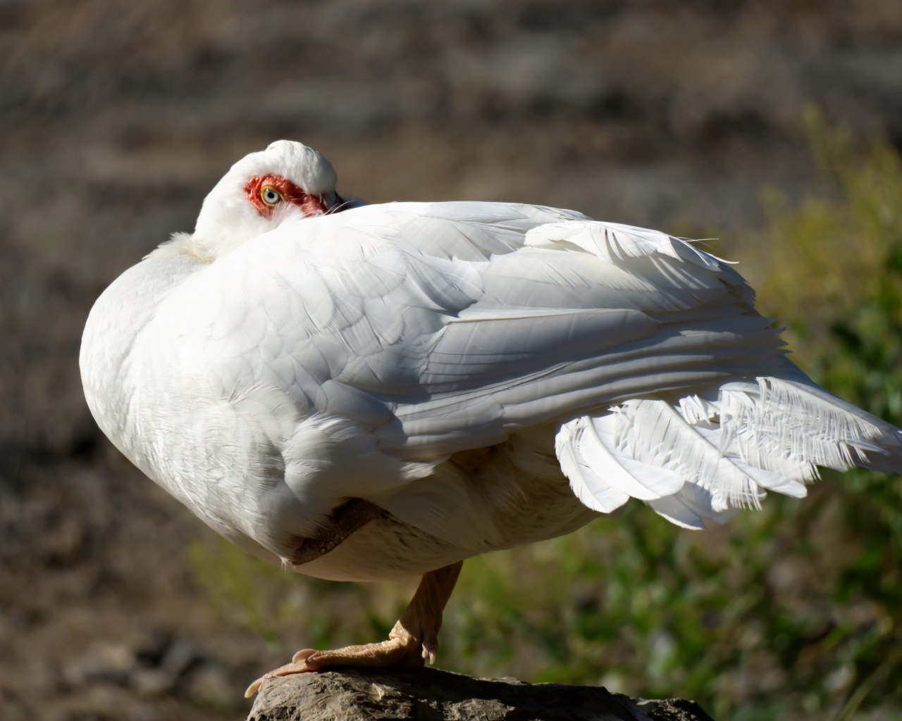 Белая утка греется на солнце