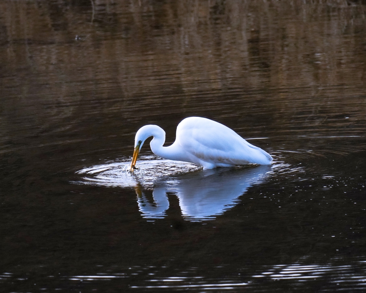 Белая цапля ловит рыбу в воде